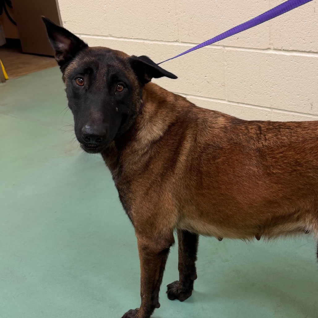 Shelter Stray Female Dog last seen , 2350 Appling City Cove, Memphis, TN 38133, USA