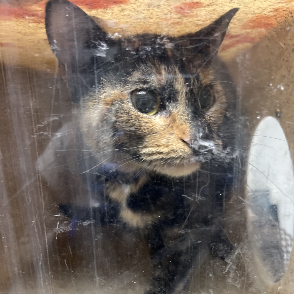 Shelter Stray Female Cat last seen , Animal Care & Control Team of Philly, 111 W Hunting Park Ave, Philadelphia, PA 19140, USA