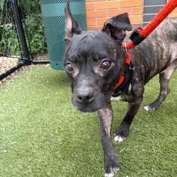 Shelter Stray Male Dog last seen , Animal Care & Control Team of Philly, 111 W Hunting Park Ave, Philadelphia, PA 19140, USA