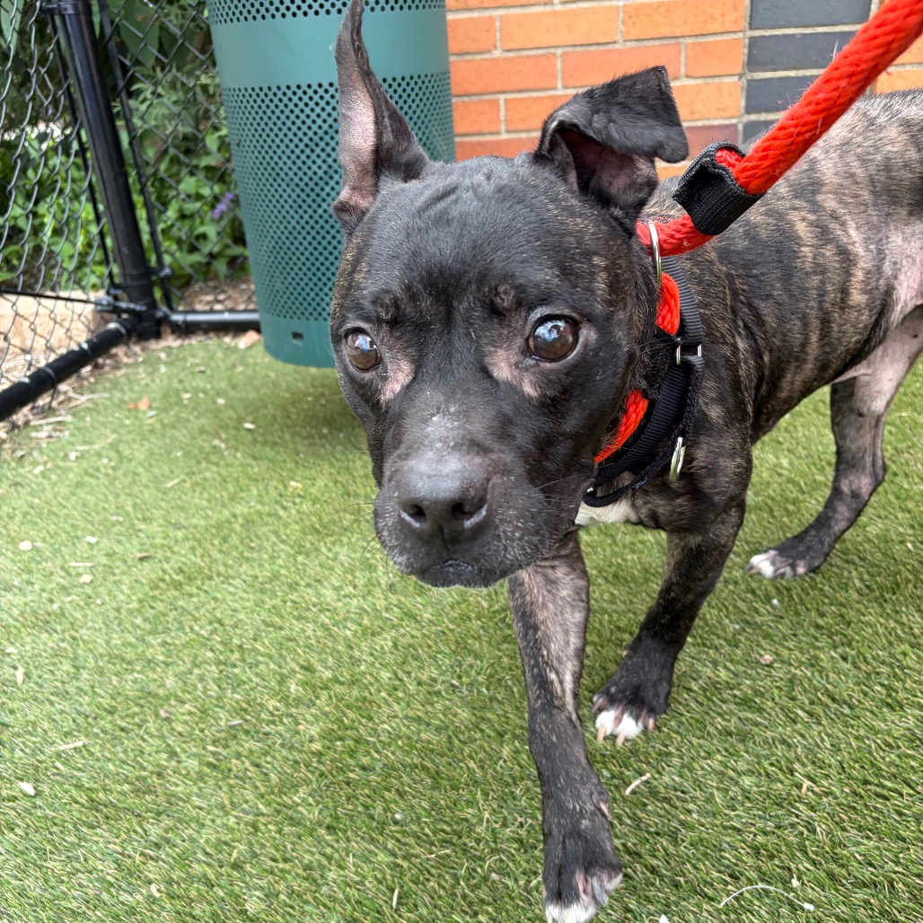 Shelter Stray Male Dog last seen , Animal Care & Control Team of Philly, 111 W Hunting Park Ave, Philadelphia, PA 19140, USA