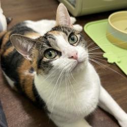 Shelter Stray Female Cat last seen , 8020 Washington St, Port Richey, FL 34668, USA