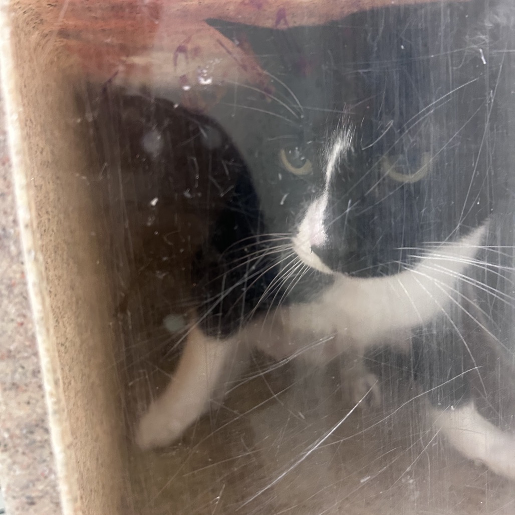 Shelter Stray Male Cat last seen , Animal Care & Control Team of Philly, 111 W Hunting Park Ave, Philadelphia, PA 19140, USA