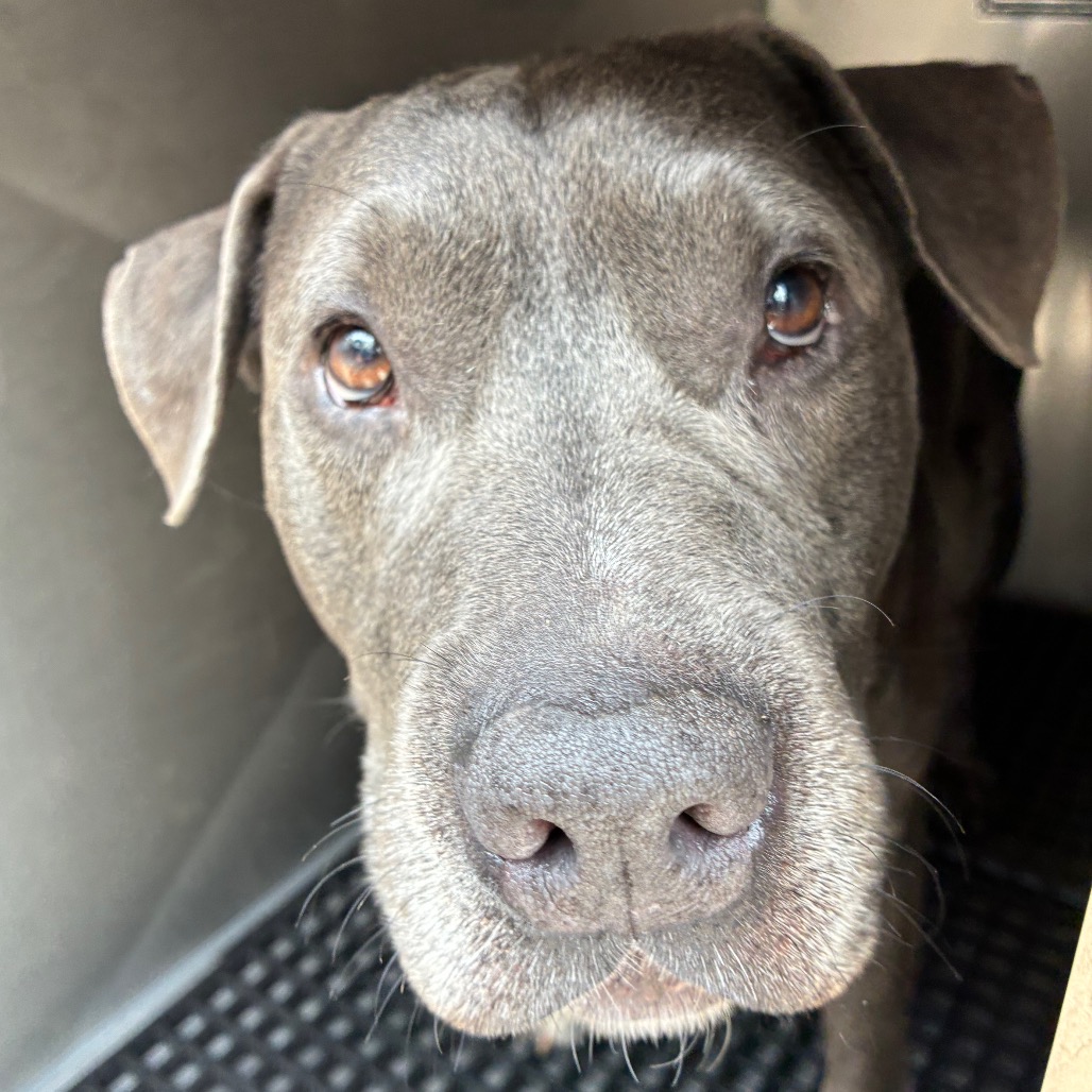 Shelter Stray Male Dog last seen , Animal Care & Control Team of Philly, 111 W Hunting Park Ave, Philadelphia, PA 19140, USA