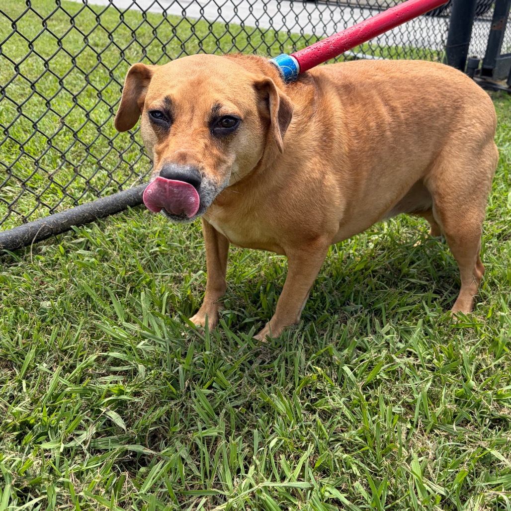 Shelter Stray Female Dog last seen , 4500 N Access Rd, Chattanooga, TN 37415, USA