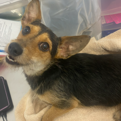 Shelter Stray Male Dog last seen , 1901 N 31st Ave, Hattiesburg, MS 39401, USA