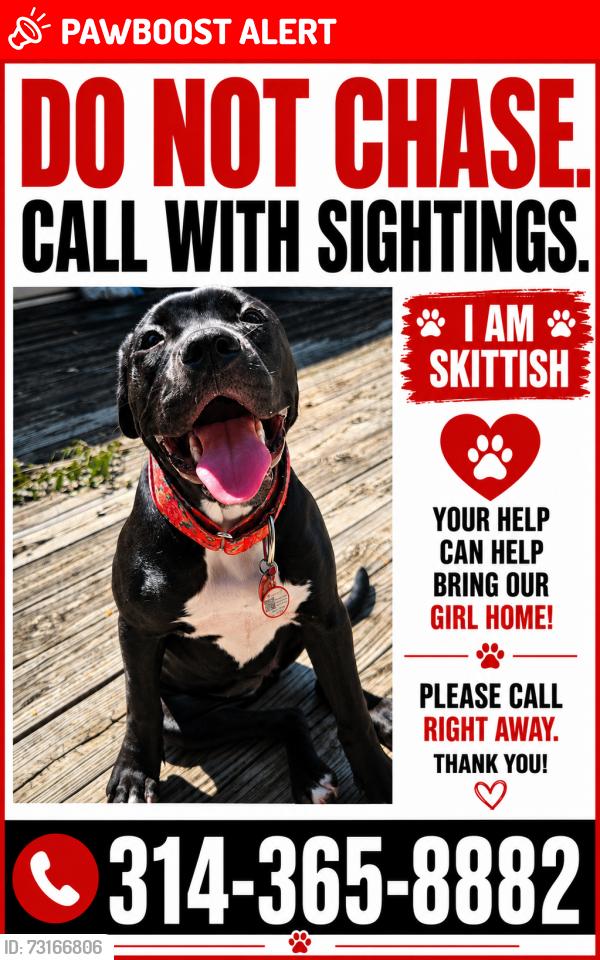 Lost Female Dog last seen Brommelsiek park, Boone Township, MO 63367