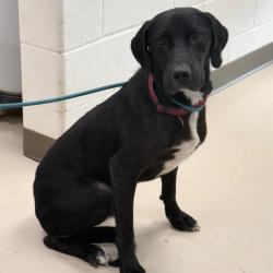 Shelter Stray Male Dog last seen , 901 N Haverty St, Pine Bluff, AR 71601, USA