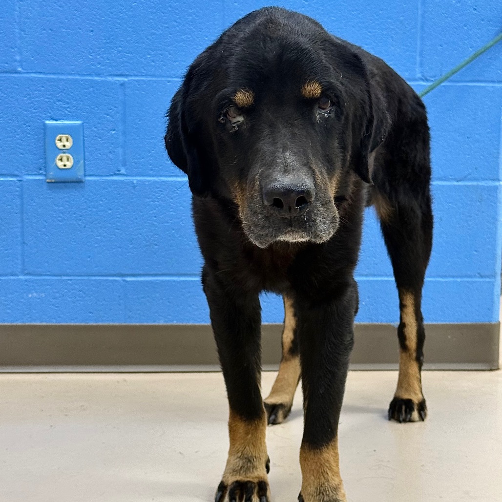 Shelter Stray Male Dog last seen , 901 N Haverty St, Pine Bluff, AR 71601, USA