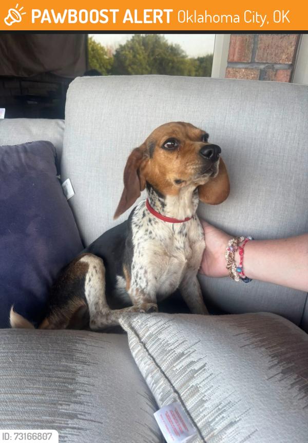 Found/Stray Female Dog last seen 149th and sooner, Oklahoma City, OK 73165