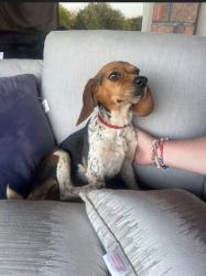 Found/Stray Female Dog last seen 149th and sooner, Oklahoma City, OK 73165
