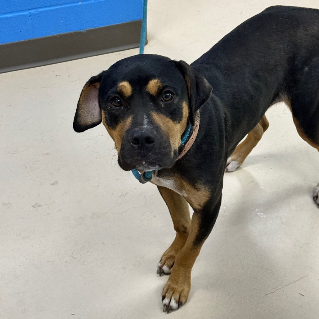 Shelter Stray Female Dog last seen , 901 N Haverty St, Pine Bluff, AR 71601, USA