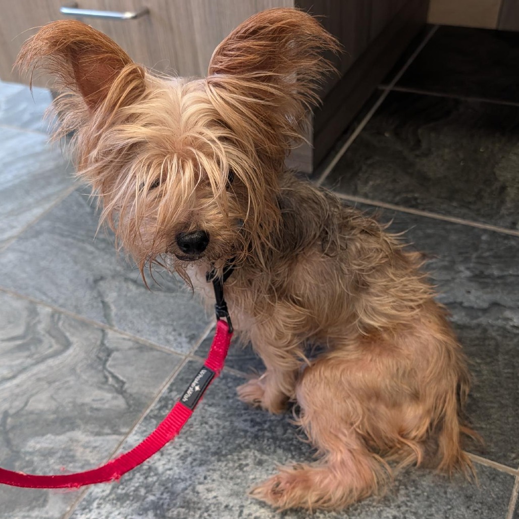 Shelter Stray Female Dog last seen , 3040 FL-590, Clearwater, FL 33759, USA