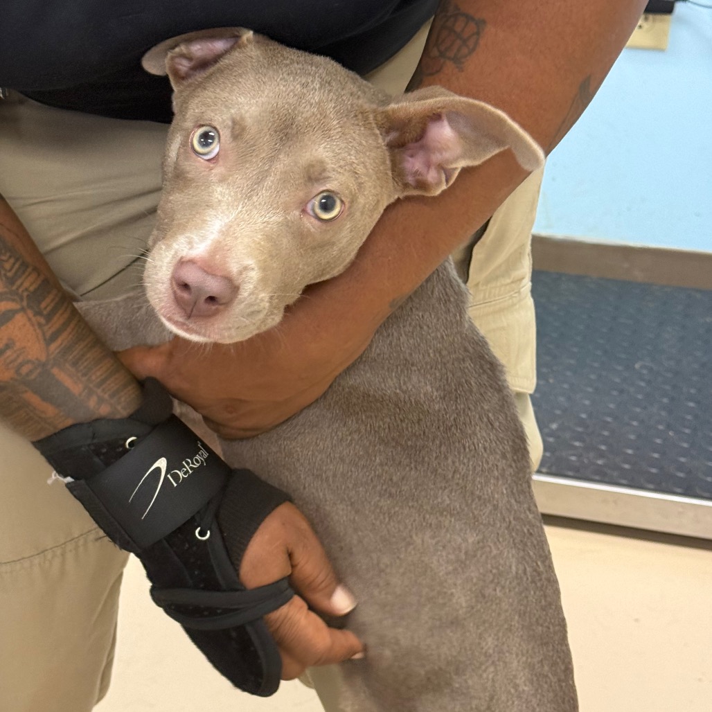 Shelter Stray Female Dog last seen , 901 N Haverty St, Pine Bluff, AR 71601, USA