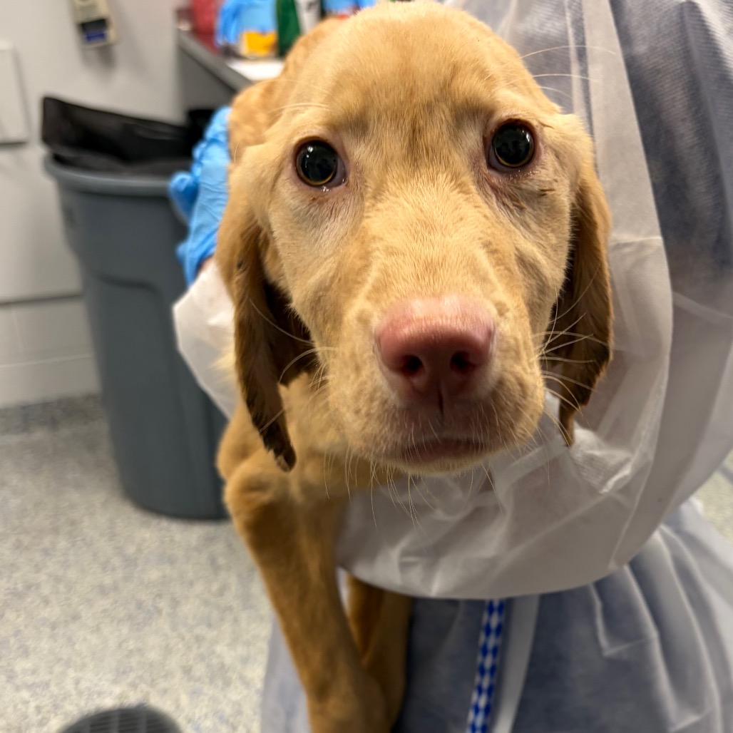 Shelter Stray Female Dog last seen , 328 Furman Hall Rd, Greenville, SC 29609, USA