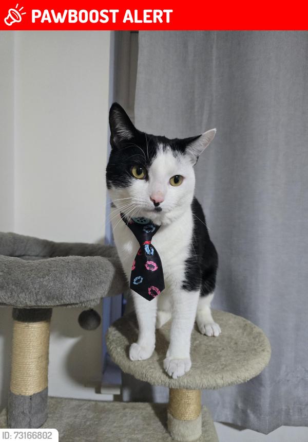 Lost Male Cat last seen Noodle hill - Enstone Garth, Kingston upon Hull, England HU7 4LQ