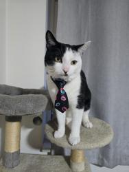Lost Male Cat last seen Noodle hill, Kingston upon Hull, England HU7 4LH