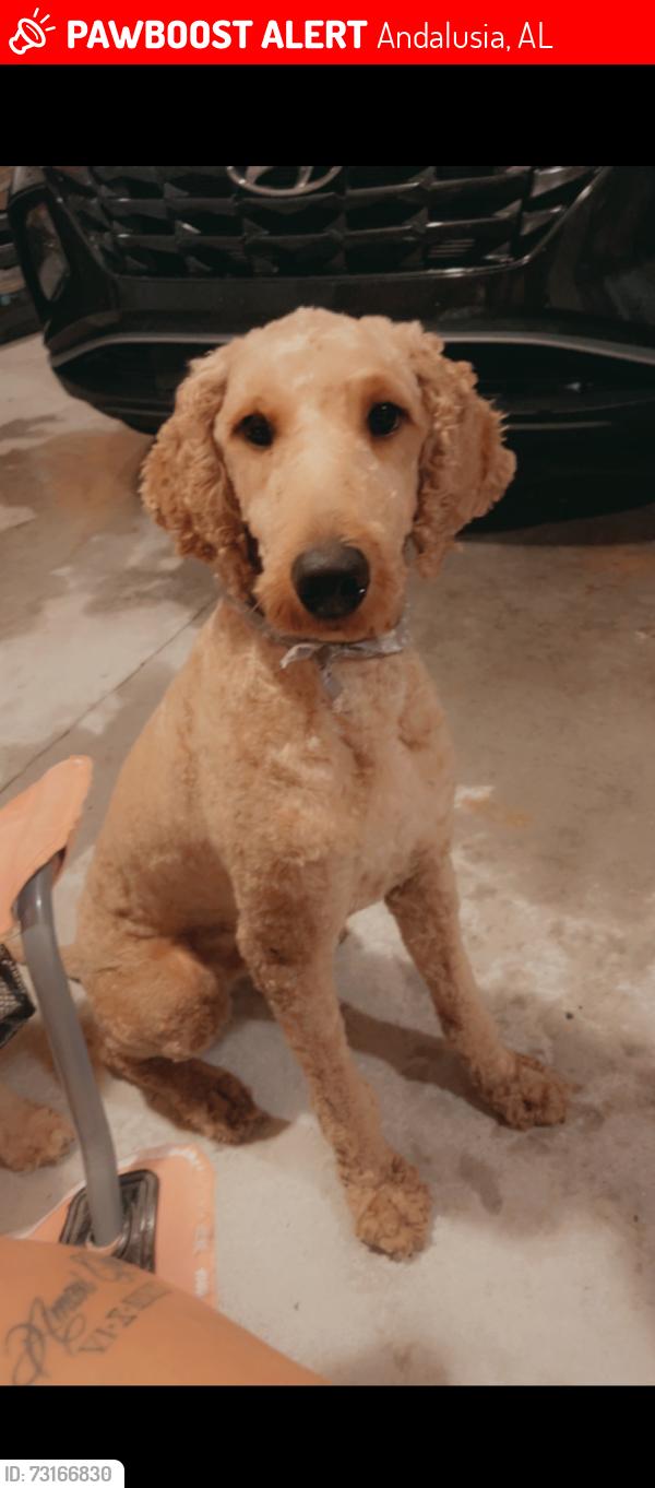 Lost Male Dog last seen Whatley Rd., Andalusia, AL 36420