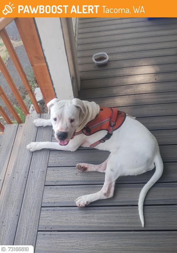 Found/Stray Male Dog last seen Center and Tyler, Tacoma, WA 98409