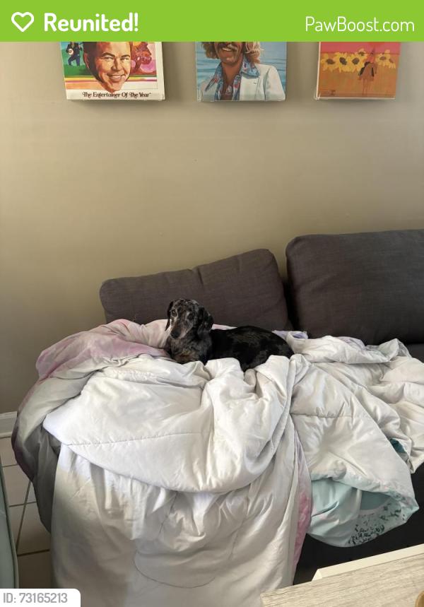 Reunited Female Dog last seen Kanuga road, Hendersonville, NC 28739