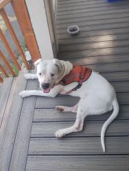 Found/Stray Male Dog last seen Center and Tyler, Tacoma, WA 98409