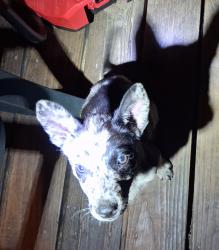 Lost Female Dog last seen Near lee turner and Kirby lane, Cleveland, TX 77328