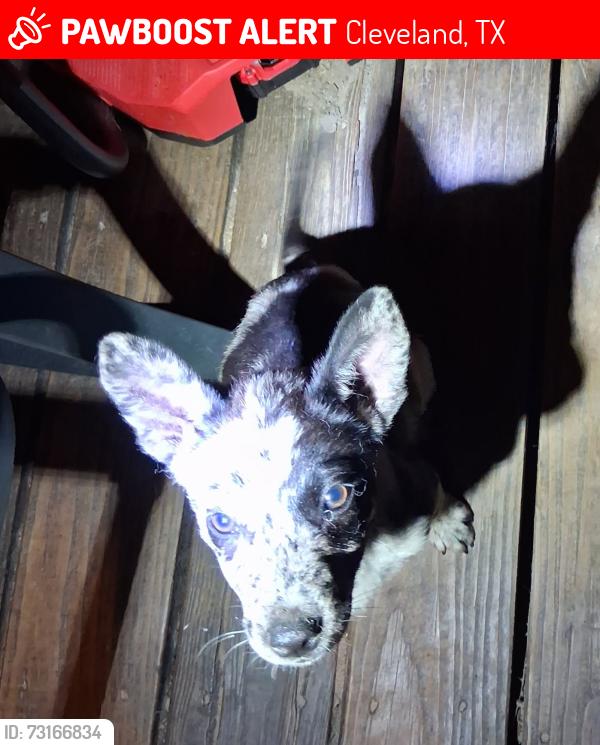 Lost Female Dog last seen Near lee turner and Kirby lane, Cleveland, TX 77328