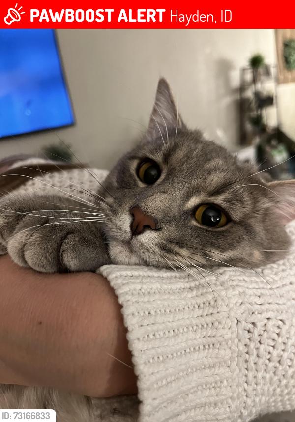 Lost Male Cat last seen Sargent dr and Government way, Hayden, ID 83835