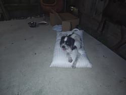 Found/Stray Female Dog last seen queens intermediate school, Pasadena, TX 77502
