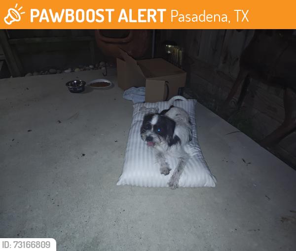 Found/Stray Female Dog last seen queens intermediate school, Pasadena, TX 77502