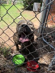 Found/Stray Male Dog last seen Douglas Park, OKC, Oklahoma City, OK 73118