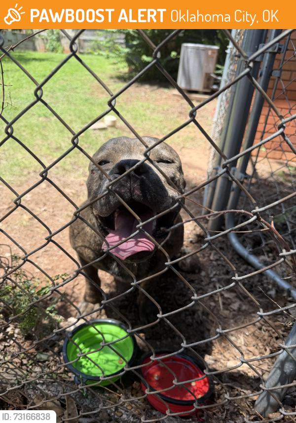 Found/Stray Male Dog last seen Douglas Park, OKC, Oklahoma City, OK 73118