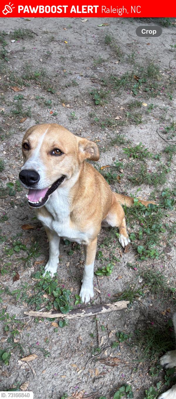 Lost Male Dog last seen Food lion, Raleigh, NC 27610
