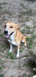 Lost Male Dog last seen Food lion, Raleigh, NC 27610