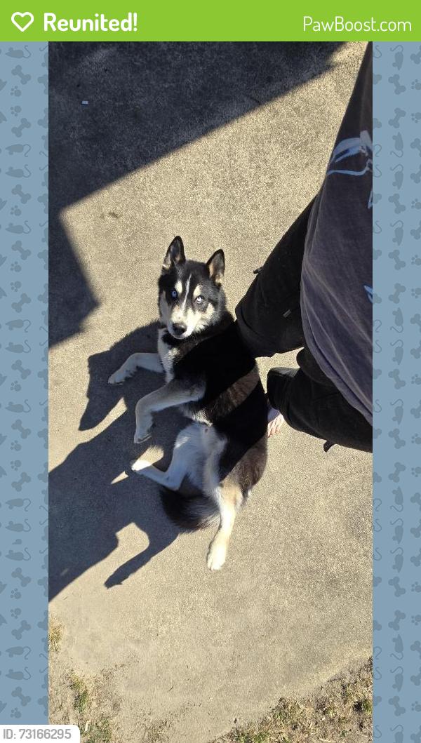 Reunited Male Dog last seen Camden and rockfish, Rockfish, NC 28306