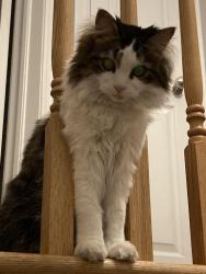Lost Female Cat last seen Upper Gage and Royal Vista drive, Hamilton, ON L8W 1E6