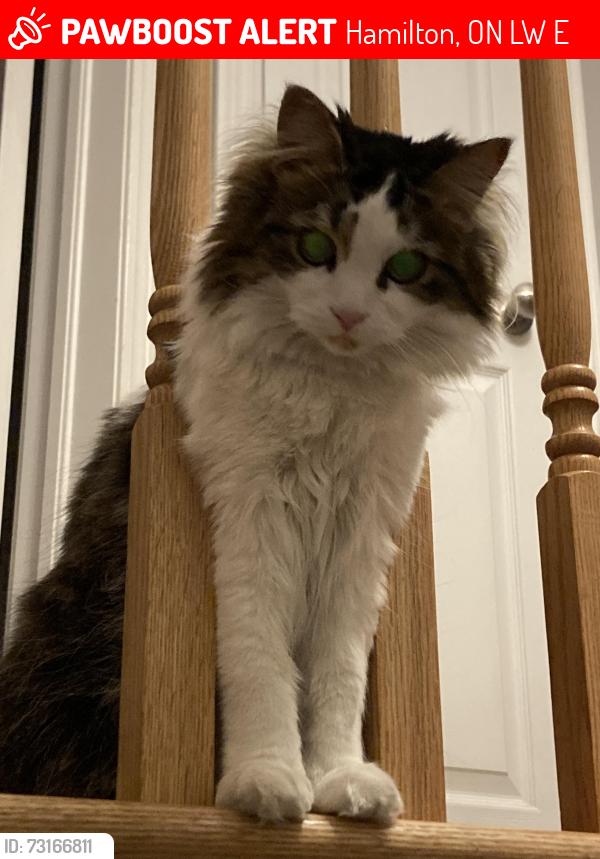 Lost Female Cat last seen Upper Gage and Royal Vista drive, Hamilton, ON L8W 1E6