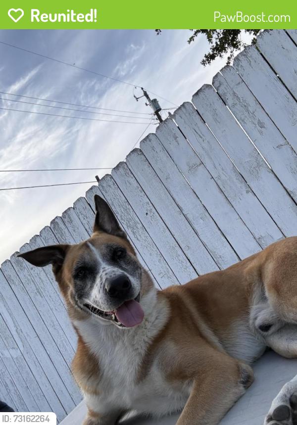 Reunited Male Dog last seen Near N 27th Street McAllen Texas, McAllen, TX 78501