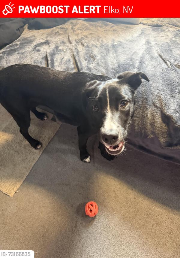Lost Female Dog last seen by smiths, Elko, NV 89801