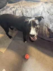 Lost Female Dog last seen by smiths, Elko, NV 89801