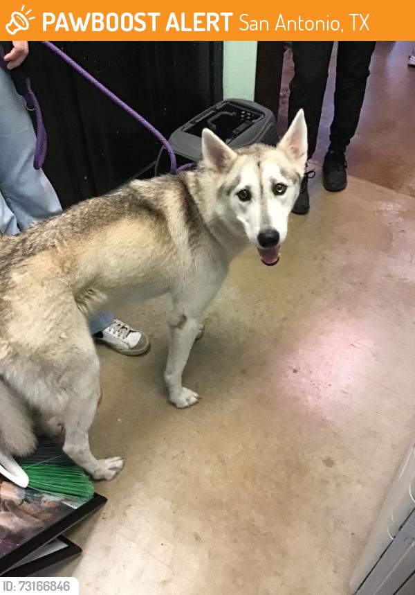 Found/Stray Male Dog last seen NW Loop 410 & Blanco Rd, San Antonio, TX 78216