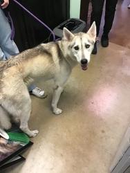 Found/Stray Male Dog last seen NW Loop 410 & Blanco Rd, San Antonio, TX 78216