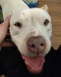 Found/Stray Female Dog last seen John S. Park Elementary School, Las Vegas, NV 89104