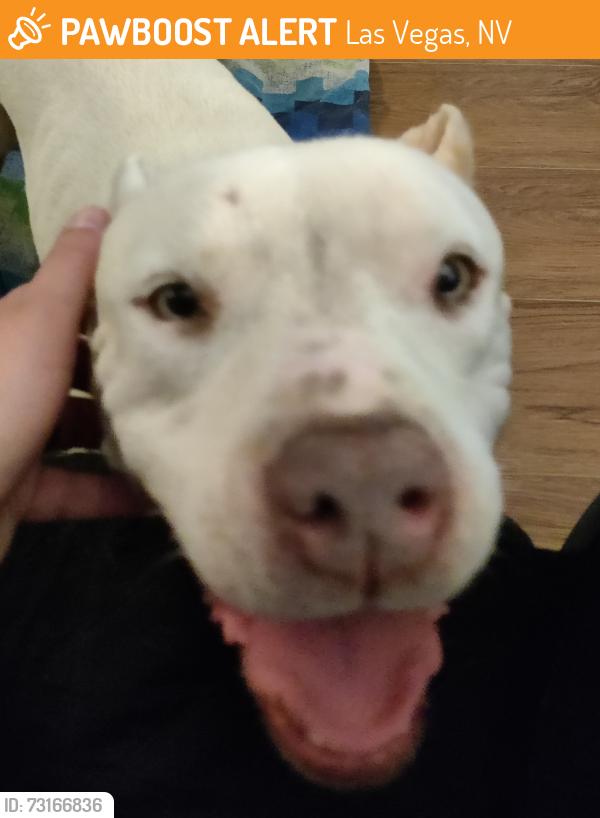Found/Stray Female Dog last seen John S. Park Elementary School, Las Vegas, NV 89104