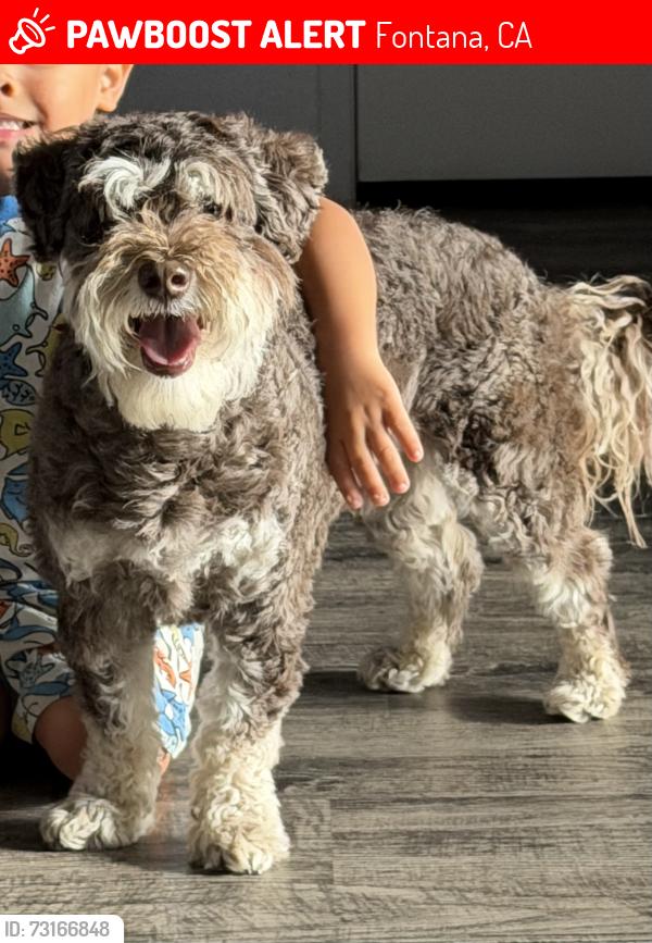 Lost Male Dog last seen Merrill Fontana, Fontana, CA 92335