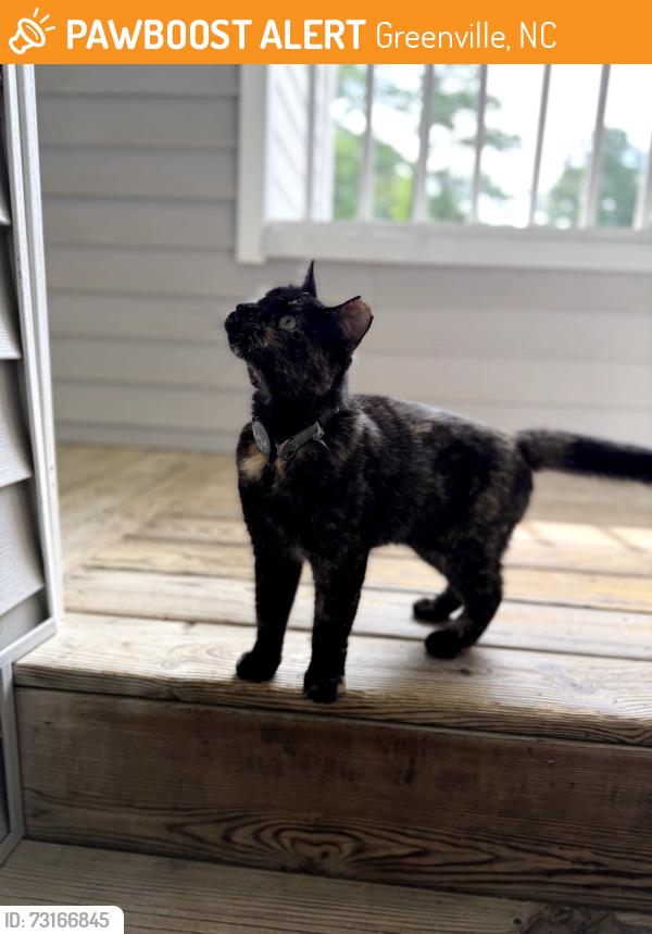 Found/Stray Unknown Cat last seen Casey's Dental, Greenville, NC 27858