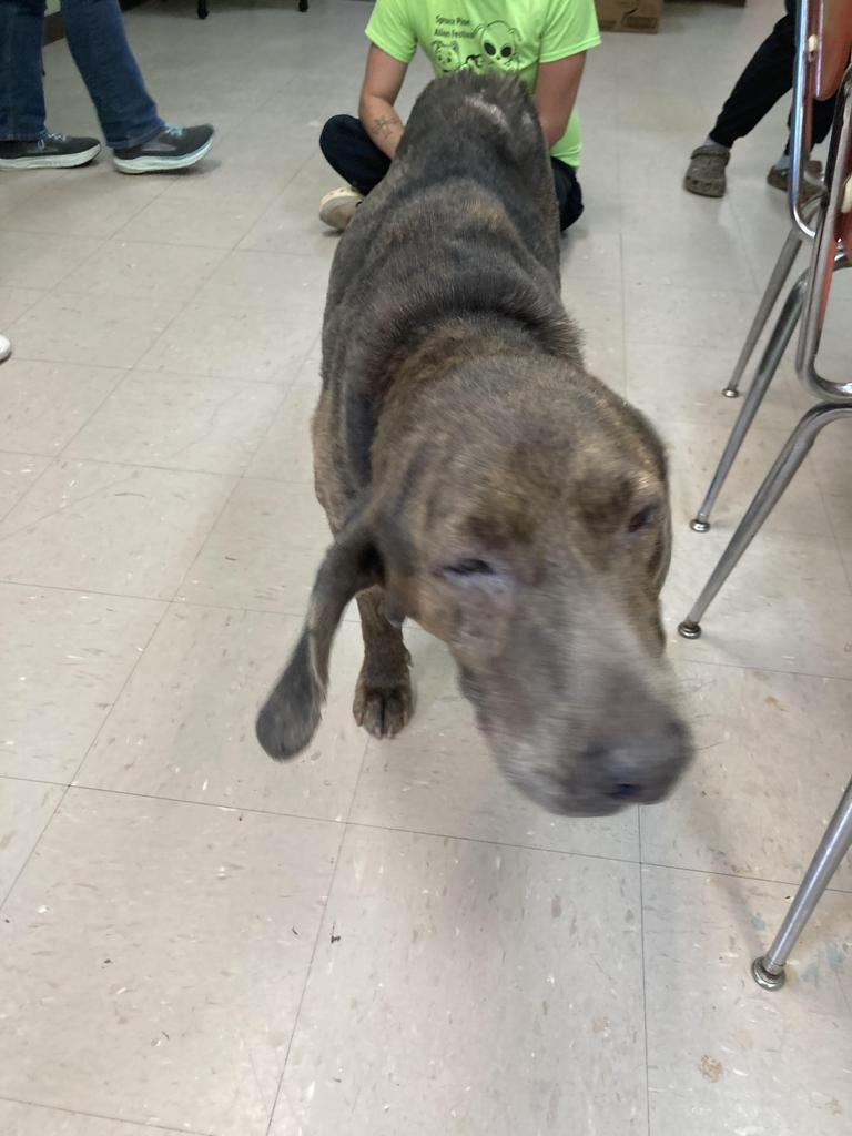 Shelter Stray Male Dog last seen Out of Town, 211 Kind Hearts Wy, Burnsville, NC 28714, USA