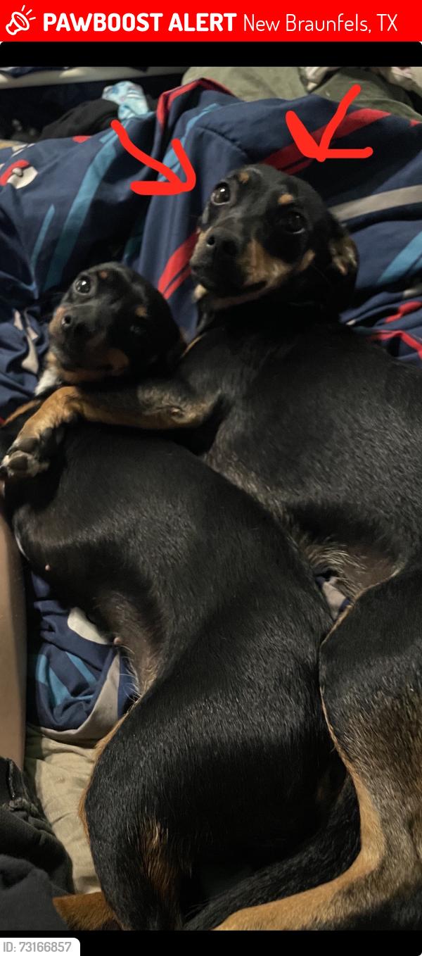 Lost Female Dog last seen Legend point tower, New Braunfels, TX 78130