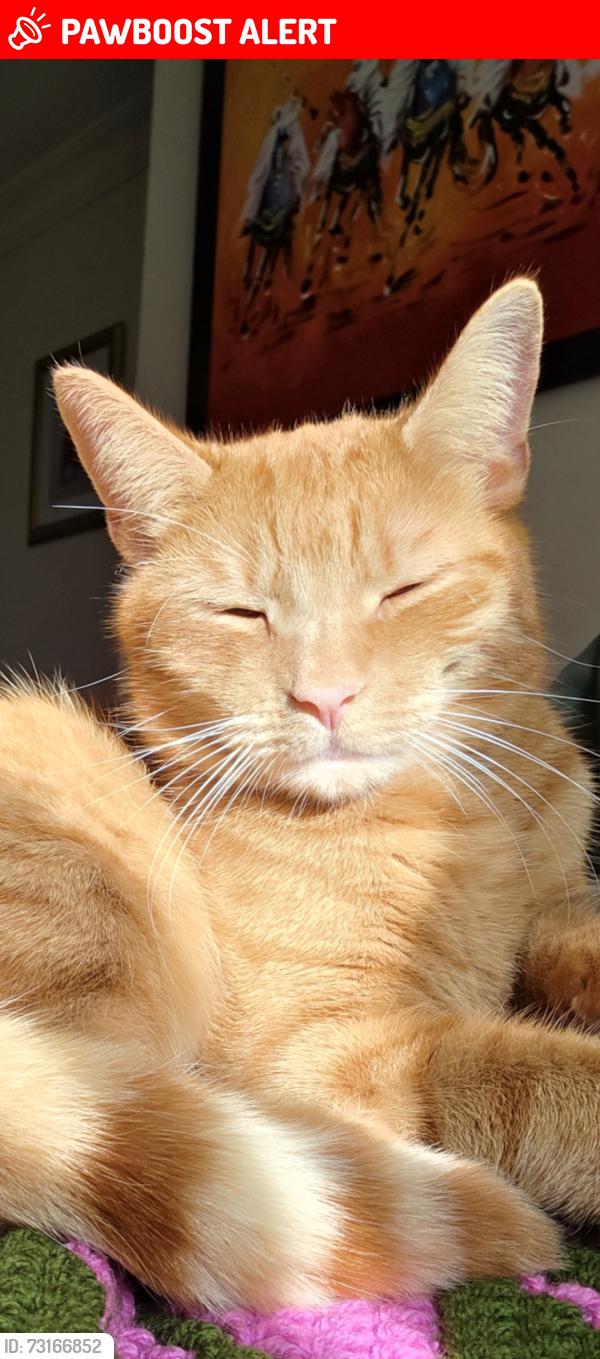 Lost Male Cat last seen Bo Peep pub, Greater London, England BR6 7QT