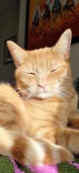 Lost Male Cat last seen Bo Peep pub, Greater London, England BR6 7QT