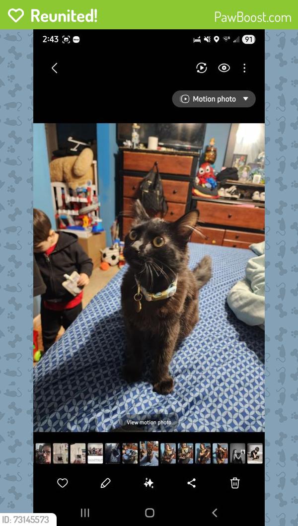 Reunited Male Cat last seen 8th st pl Haines park area, Altoona, IA 50009